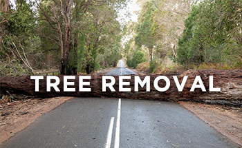 treermoval.png